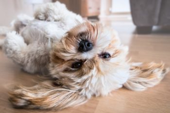 Are pet allergies affecting your kids at home?
