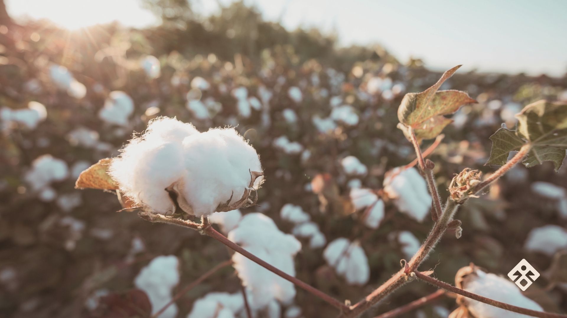 ORGANIC COTTON CLAIMS